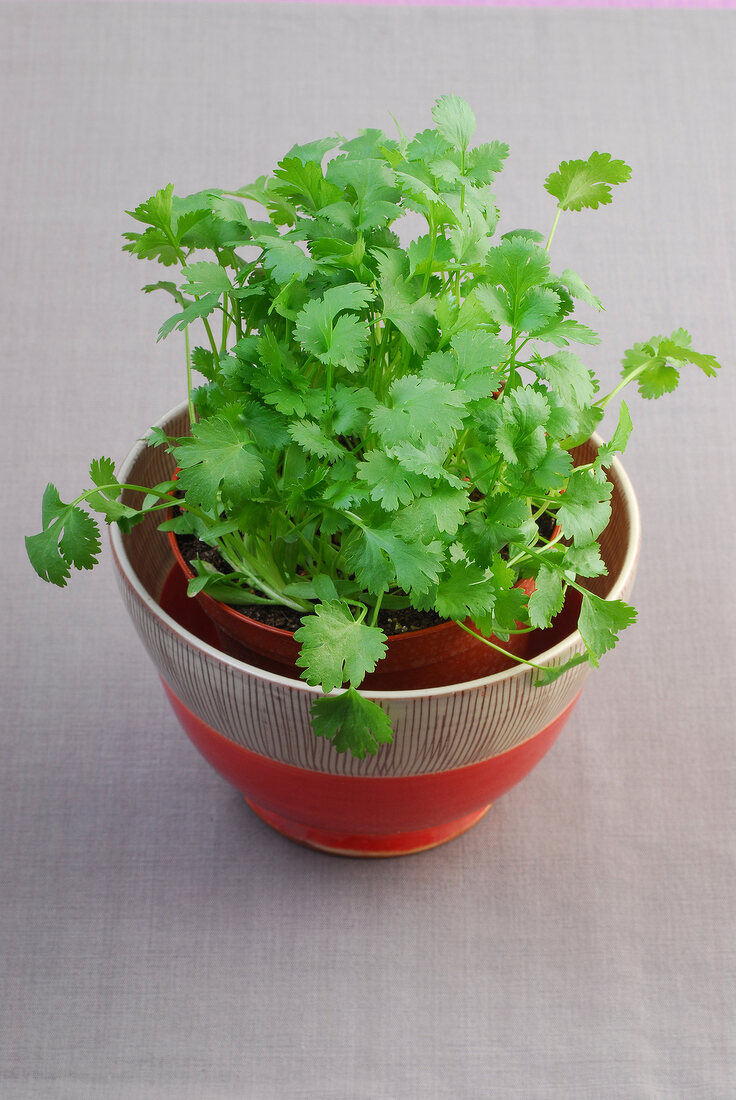 Coriander leaves in flowerpot