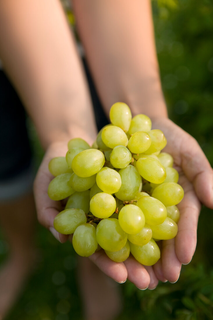 Close-up of hands holding grapes