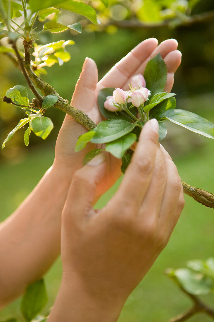 Hände umfassen eine Blüte am Baum , Apfelblüte