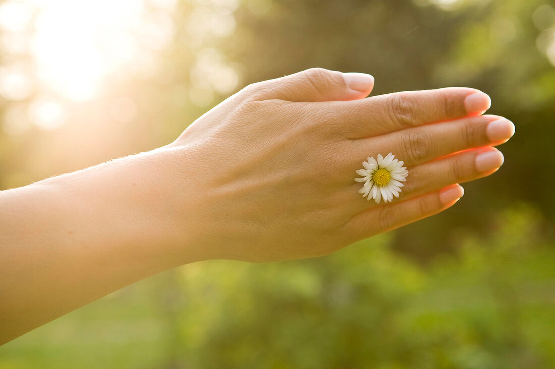 Gänseblümchen zwischen Fingern, Sonnenstrahlen