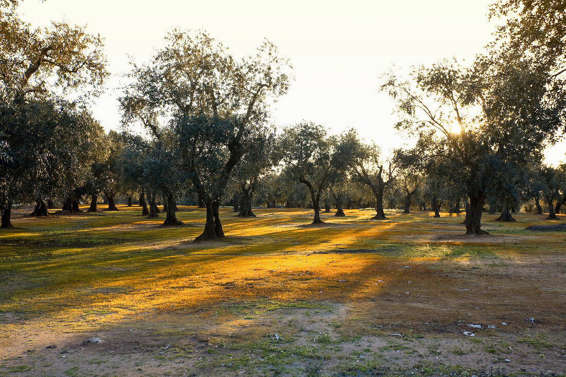 View of olive trees in Borgagne, Apulia, Italy
