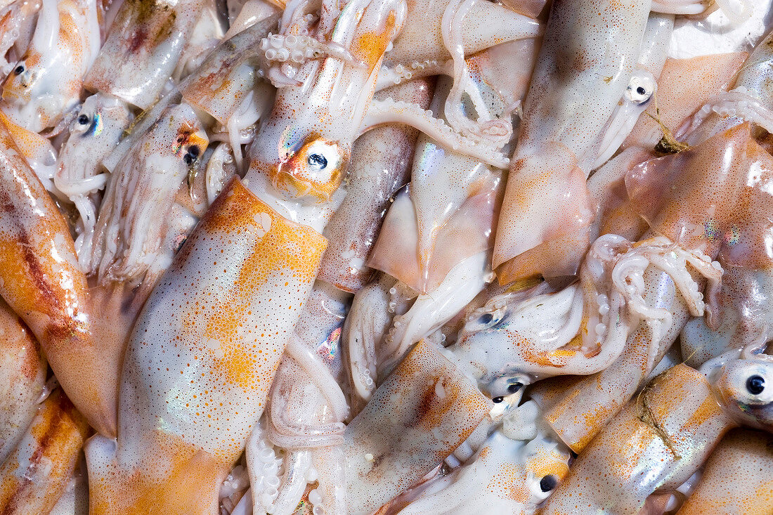 Close-up of fresh squids