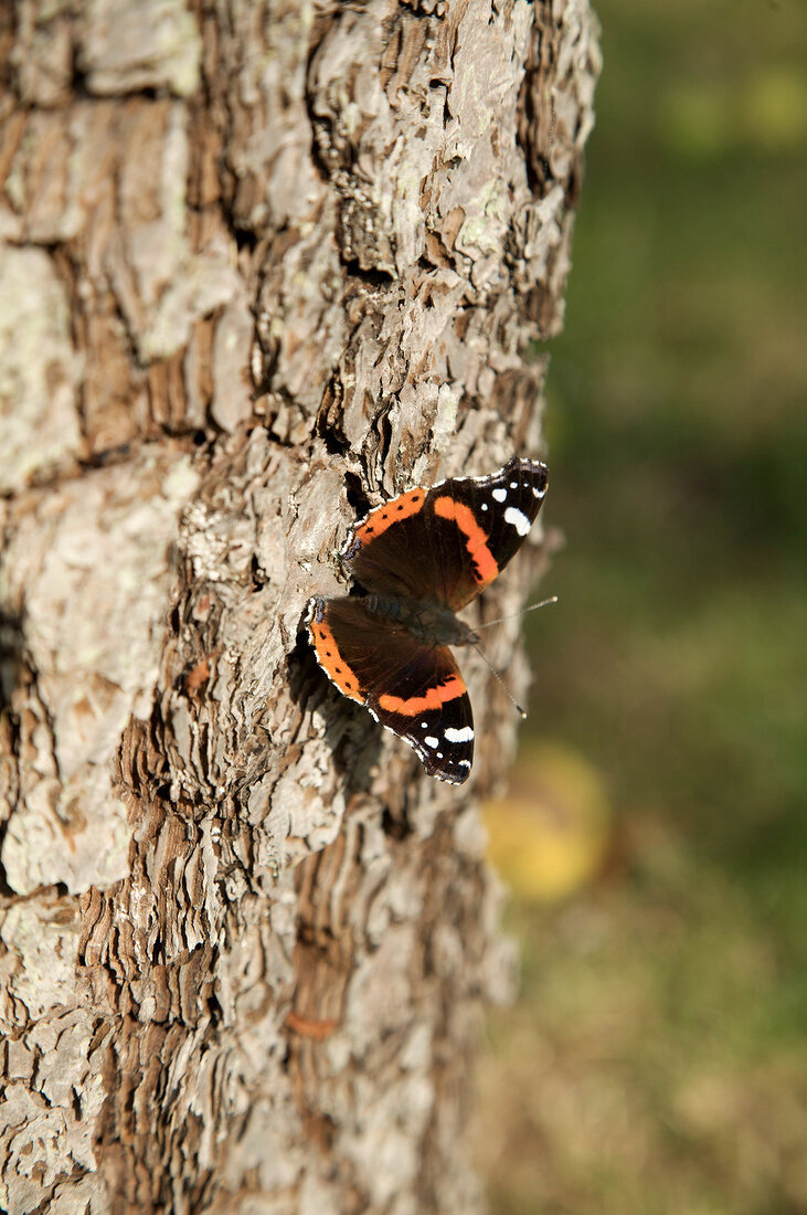 Schmetterling auf Baumstamm. X 