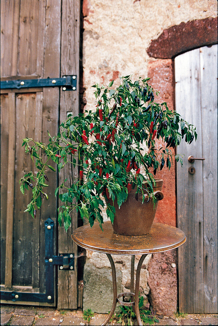Chilipflanze im Topf 
