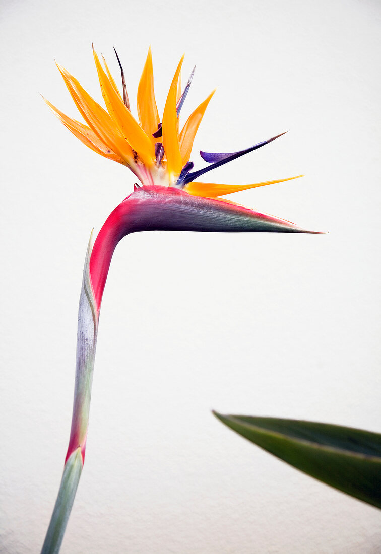 Strelitzia: Paradiesvogelblume, bunt 