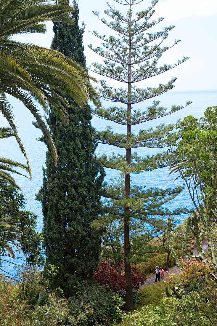 Madeira: Garten im Hotel Reid's, Säu lenzypresse u. Araukarie, Meerblick
