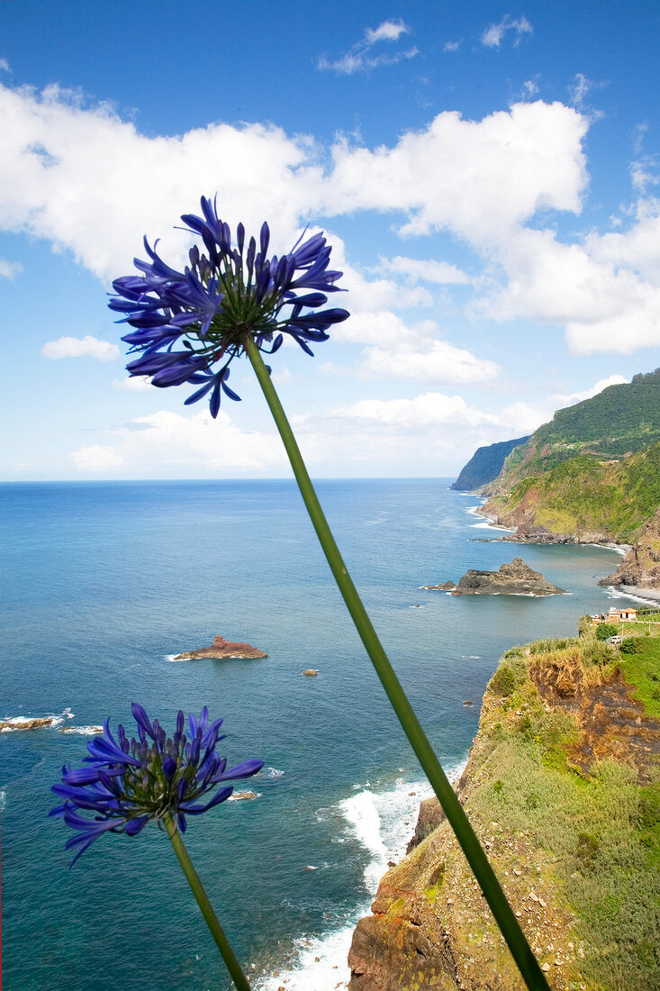 Madeira: Schmucklilie, Blick auf Steilküste und Ozean, malerisch