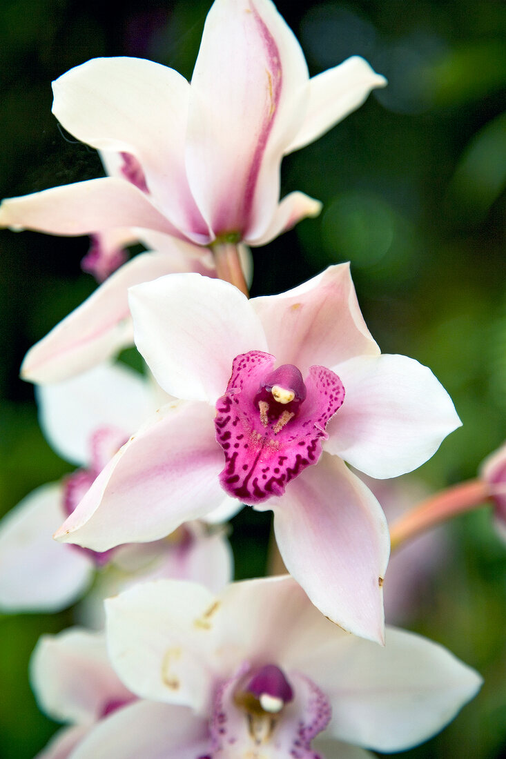 Orchidee, close-up 