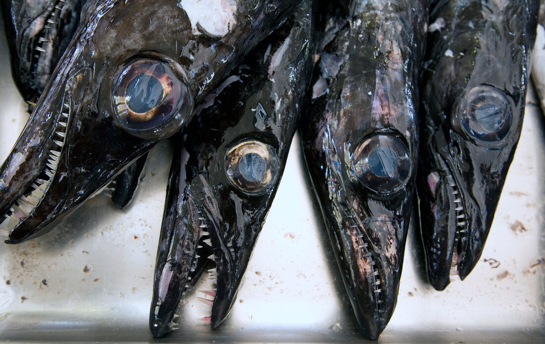 Madeira: Schwarzer Degenfisch, … – Bild kaufen – 10220558 lookphotos