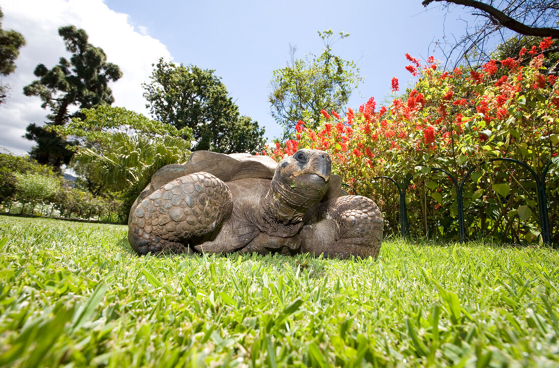 Tortoise in Hotel Quinta Jardins do Lago garden, Funchal, Madeira, Portugal