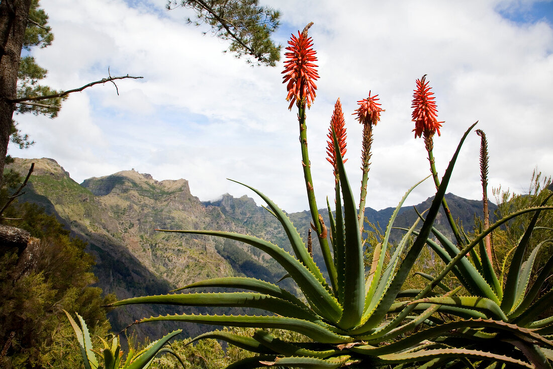 Madeira: Aloe Vera entlang eines Wanderwegs, Levada-Tour