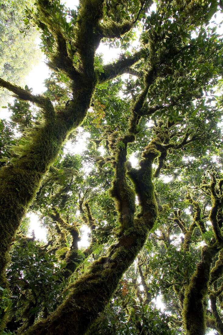 Madeira: Lorbeerbäume im Lorbeerwald , mit Flechten bewachsen