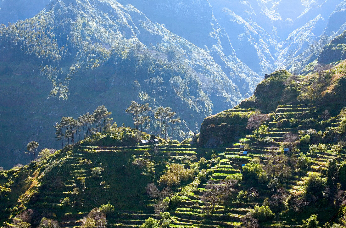 View of terraced fields on mountain in Madeira island, Funchal, Portugal