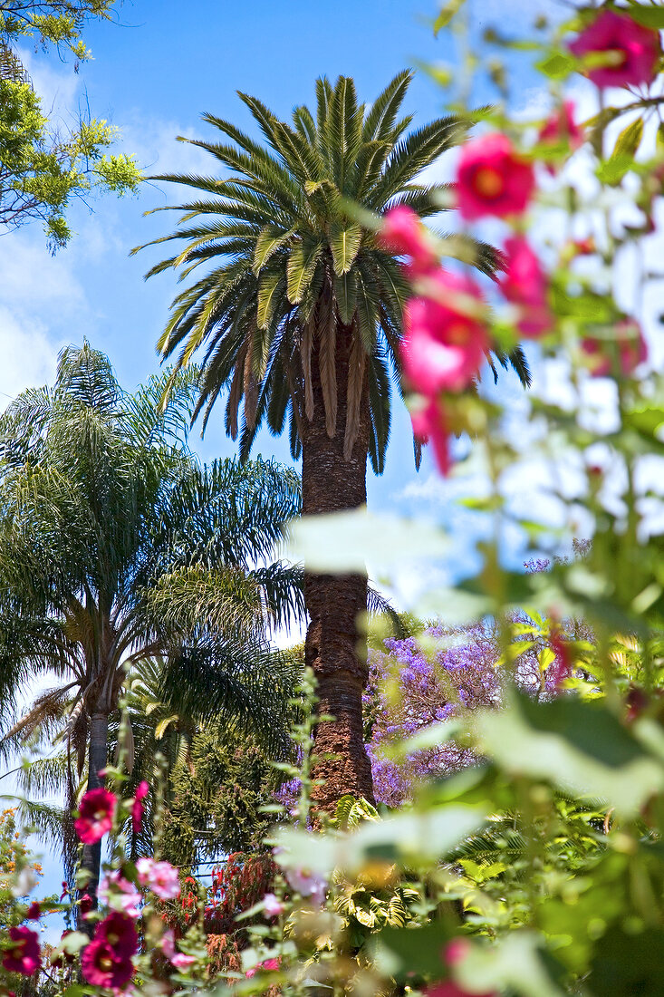 Palm tree and flowers in Jardim Municipal, Madeira island, Funchal, Portugal