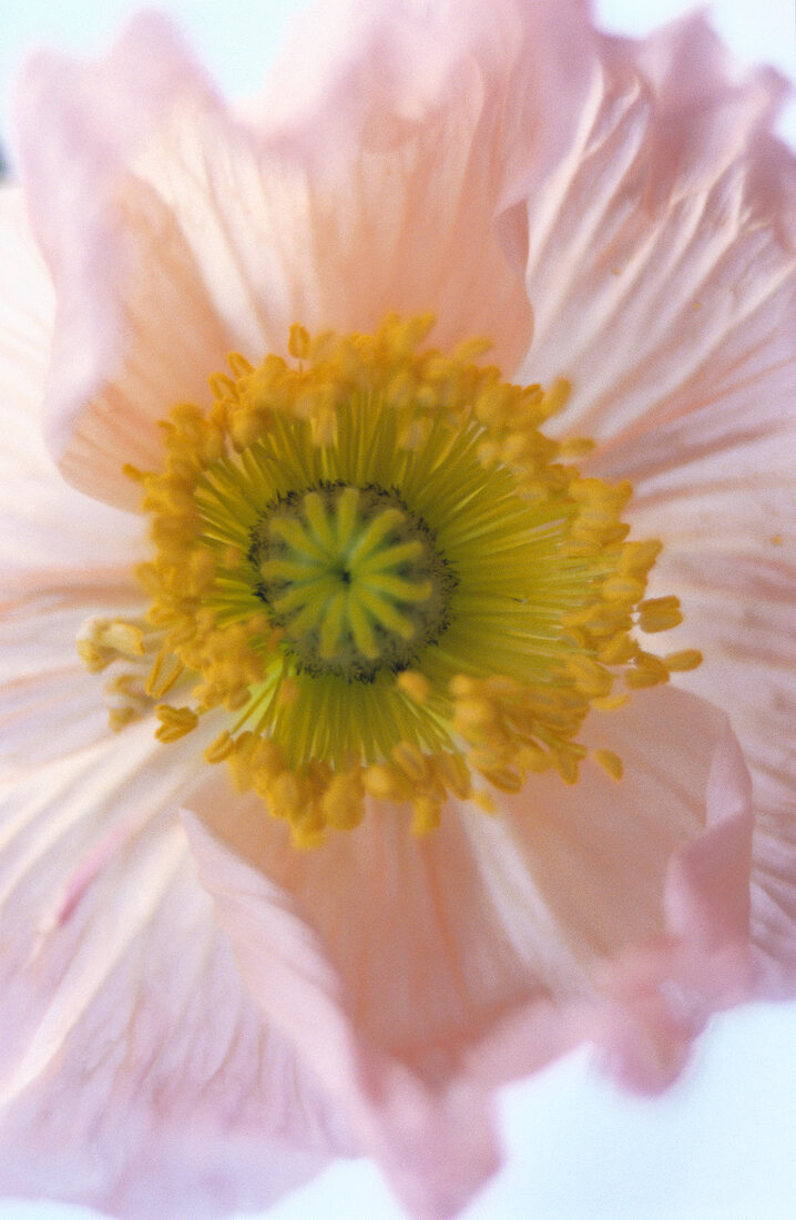 Close-up of Iceland poppy flower on white background