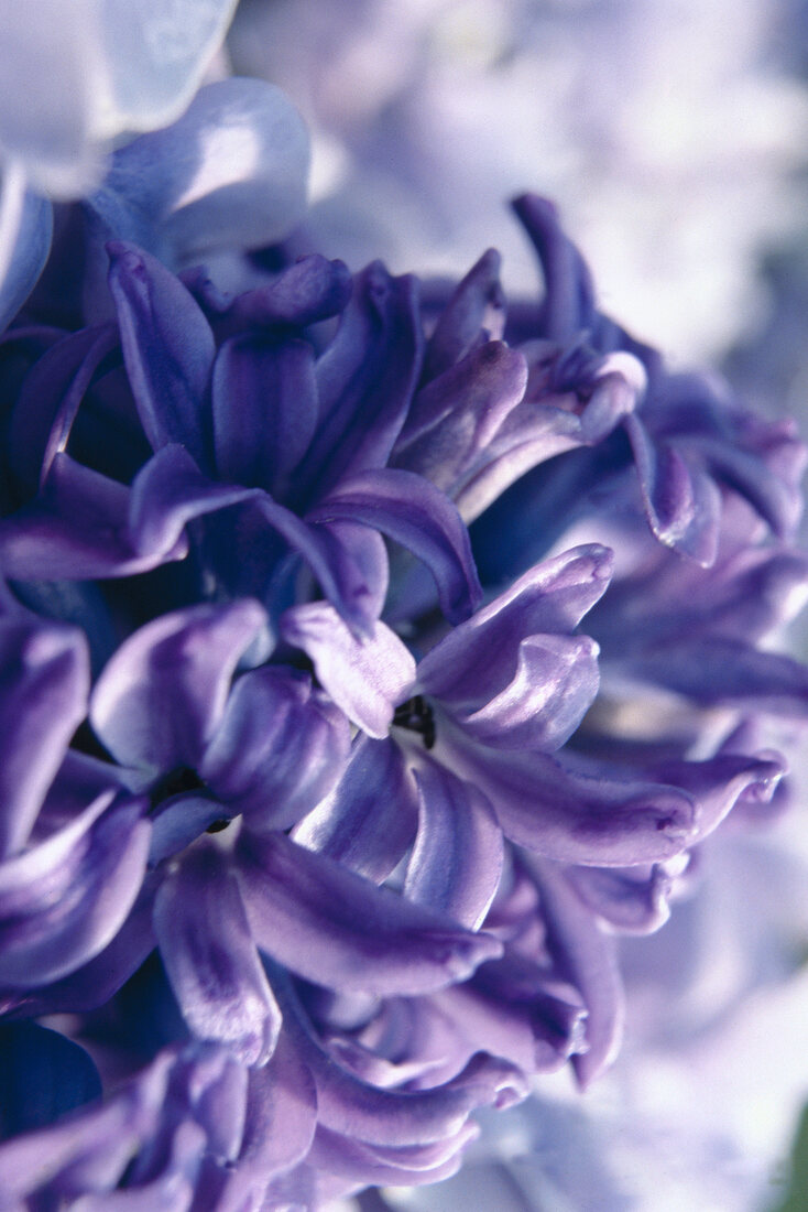 Close - up von lilanen Hyazinthen blüten.