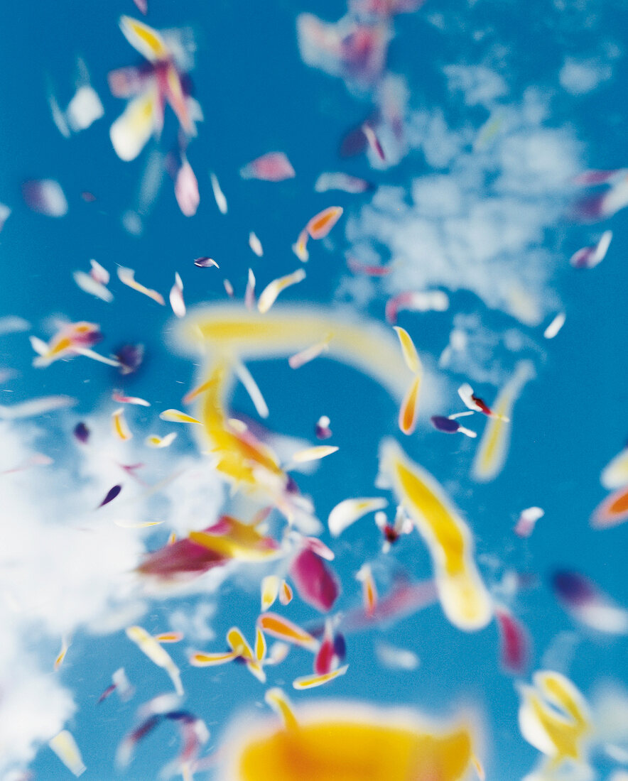 Close-up: Blütenblätter, Himmel blau, unscharf