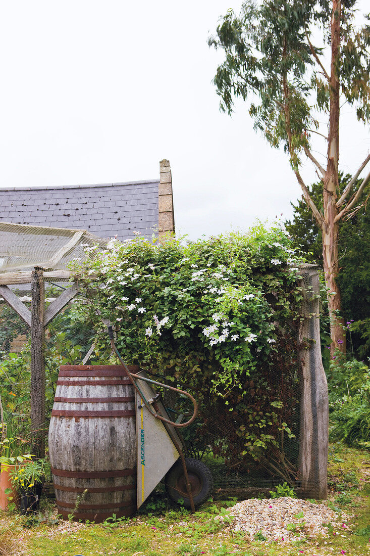 Barrel, wheelbarrow and overgrown clematis in garden