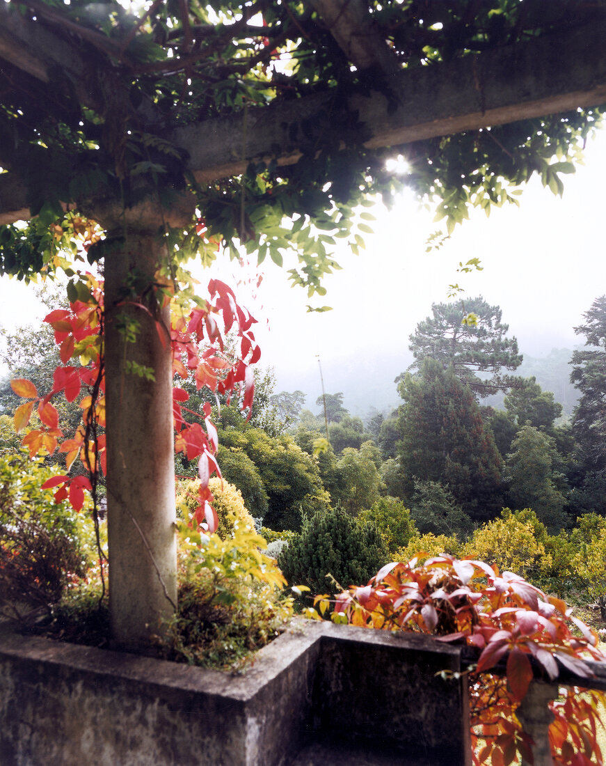 View of garden at Quinta das Sequoias