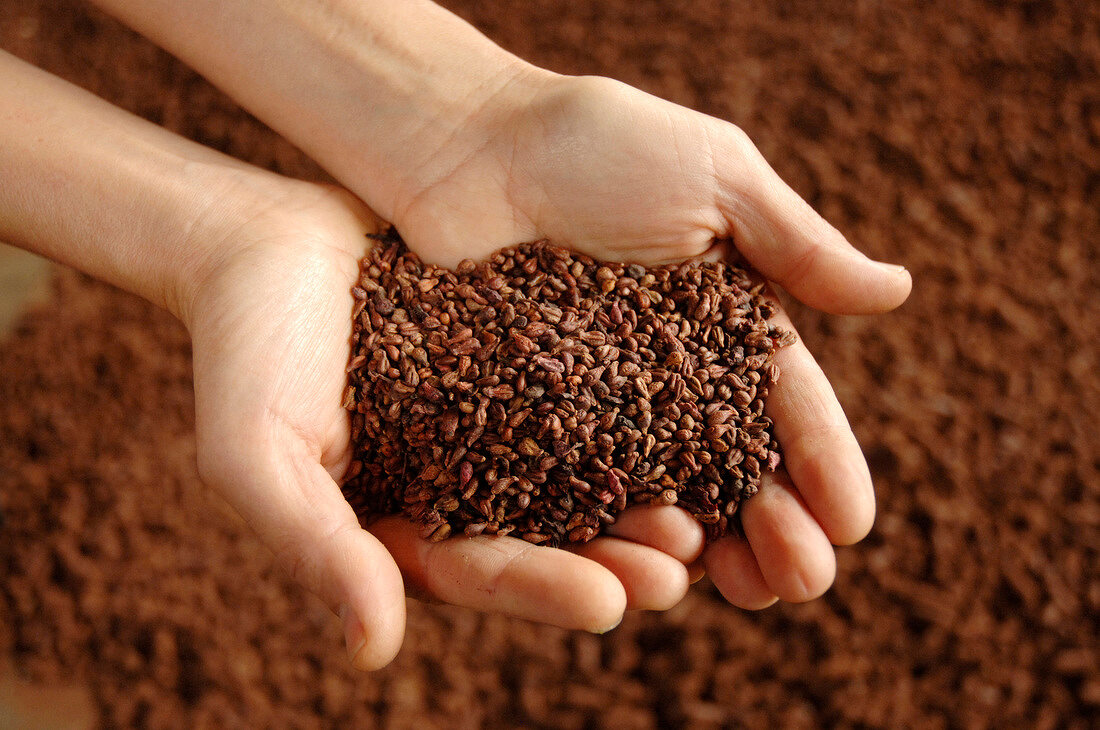 Close-up of woman holding grape seeds