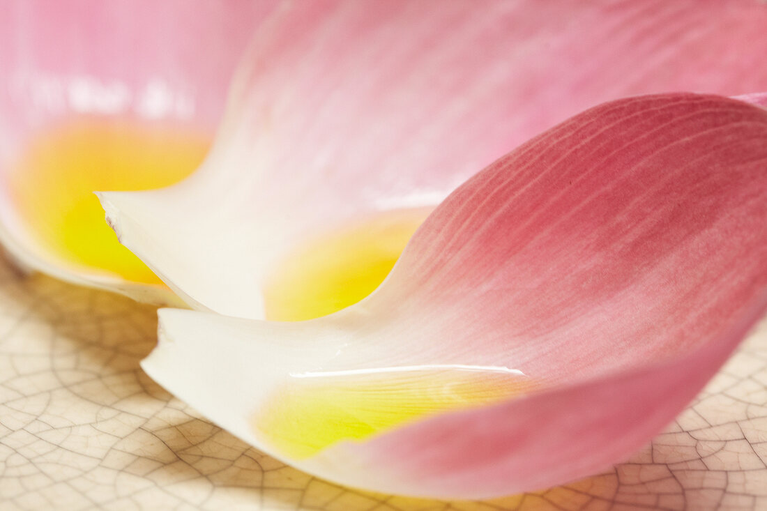 Close-up of poppy seed oil in pink and yellow poppy petals