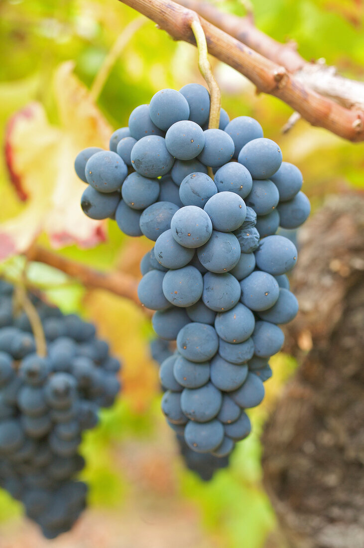 Bunch of grapes in vineyard