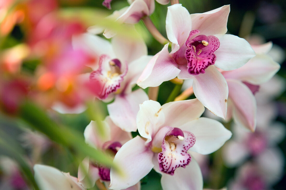 Close-up of white and pink orchid