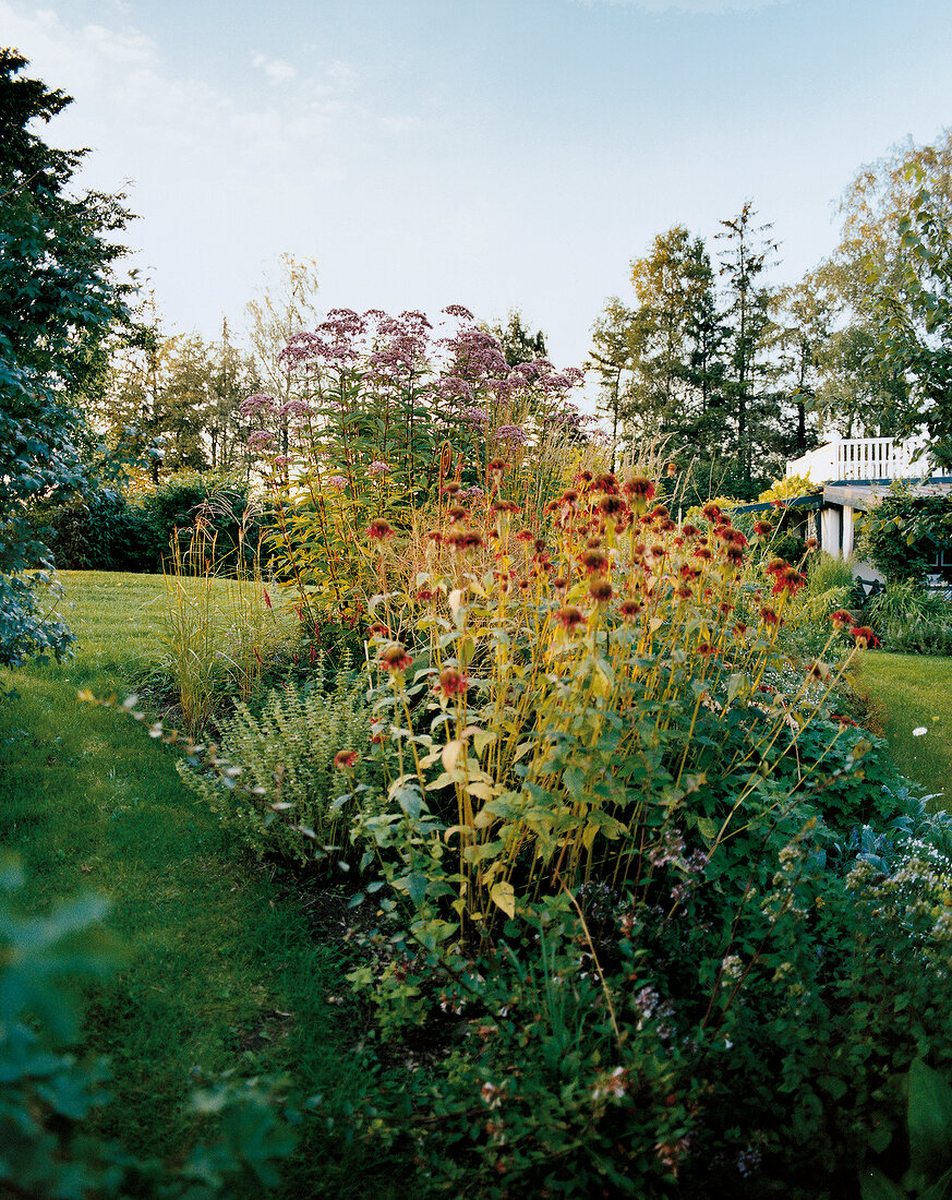 Close-up of perennial, miscanthus, monarda and eupatorium in garden