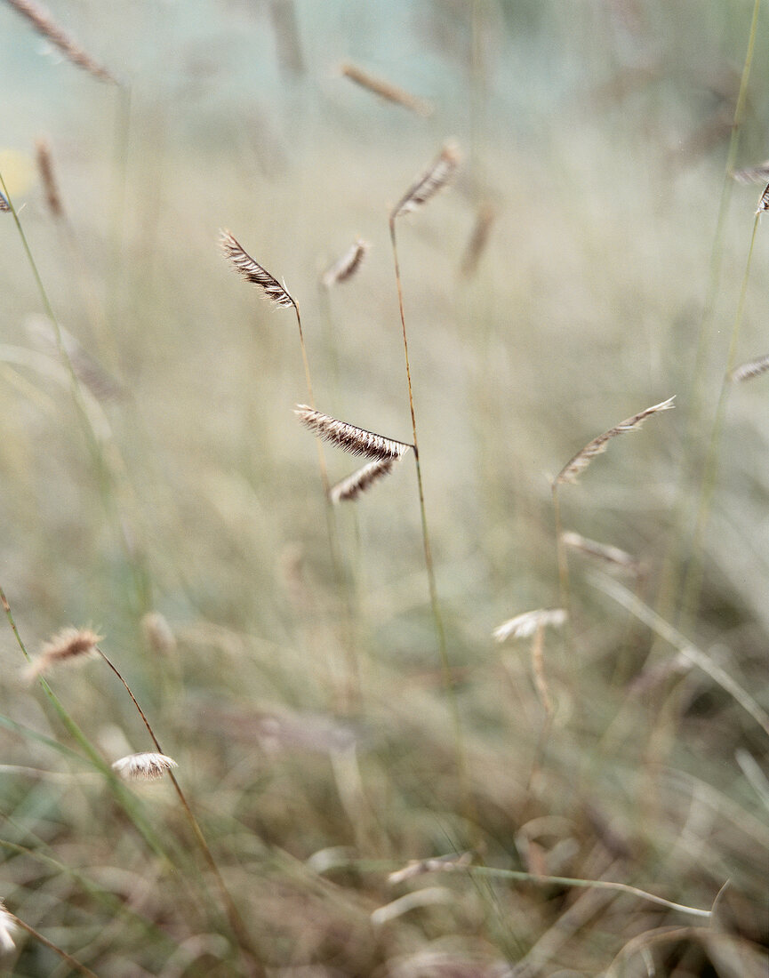 Close-up: Grashalme, unscharf 