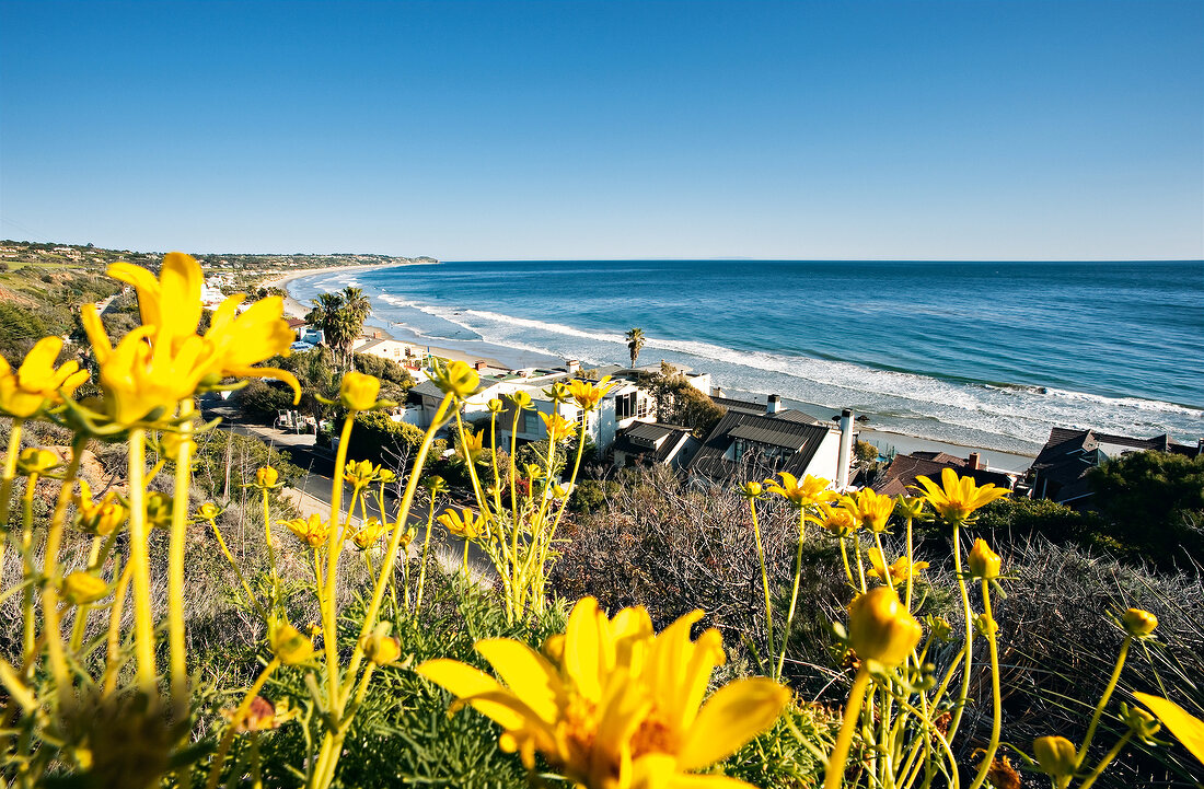 Yellow flower field and houses on Malibu beach, Los Angeles