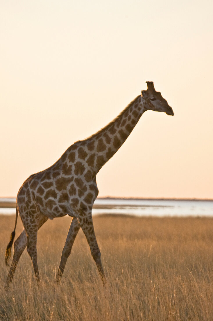 Giraffe, Namibia 