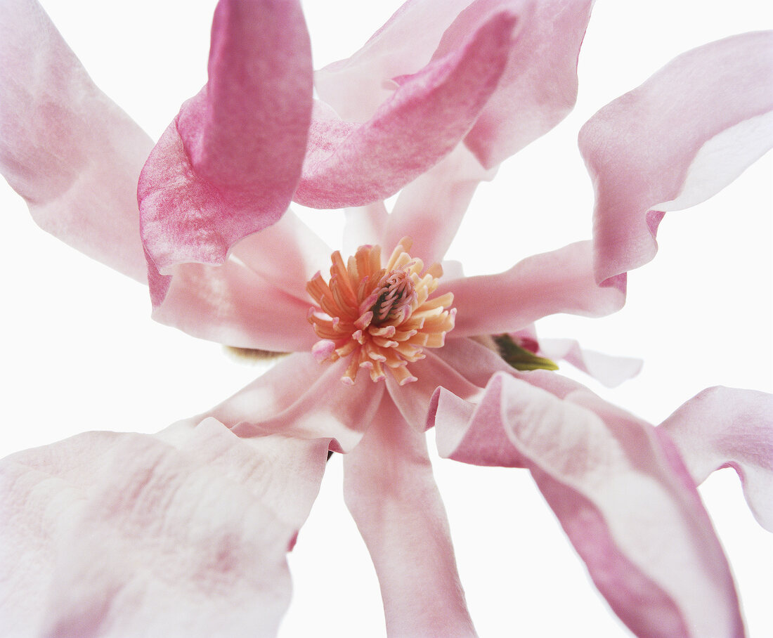 Close-up of magnolia leonard messel flower on white background