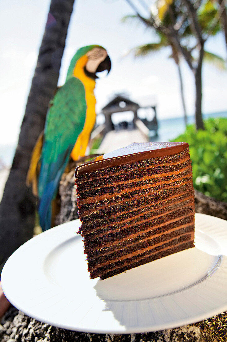 Piece of layered chocolate cake on plate, macaw in background