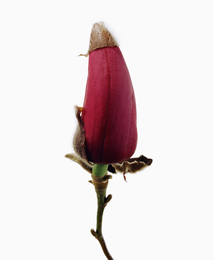 Close-up of magnolia bud on white background