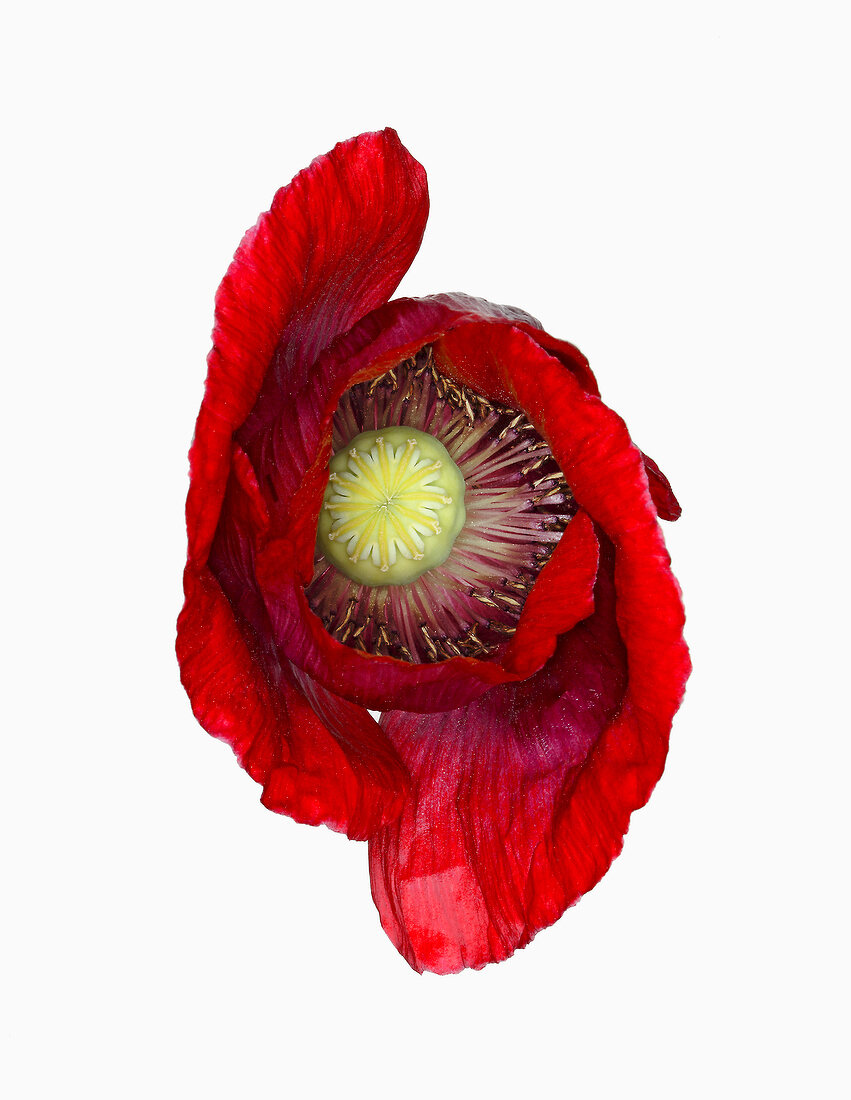 Name: Papaver somniferum Cherry Glow