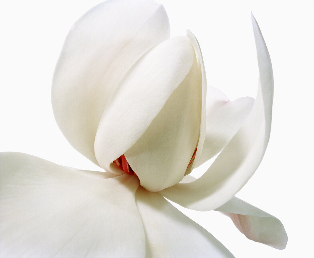 Magnolia campbellii var alba on white background