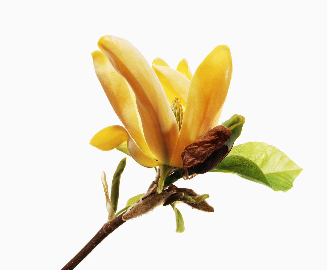 Close-up of koban dori yellow flower on white background