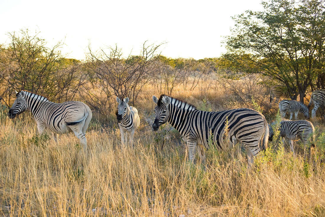 Namibia, mehrere Zebras im Busch, X 