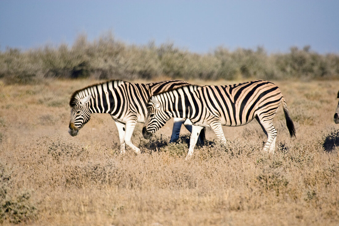 Namibia, zwei Zebras im Busch, X 
