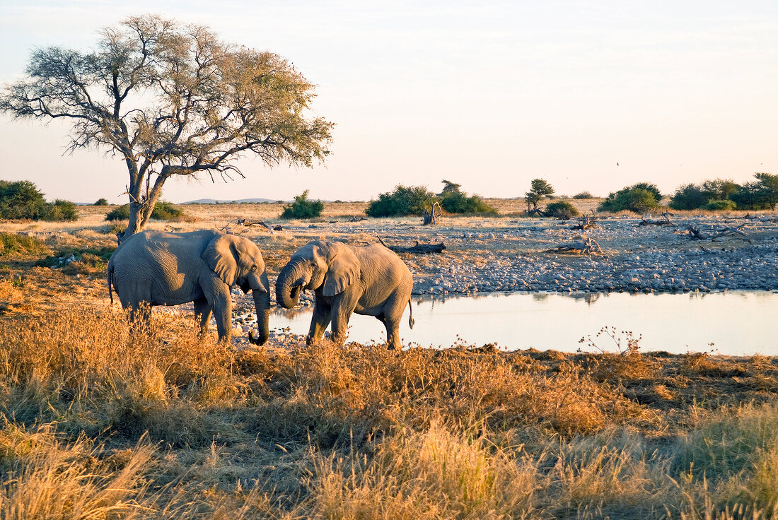 Namibia, Zwei Elefanten am Wasserloch