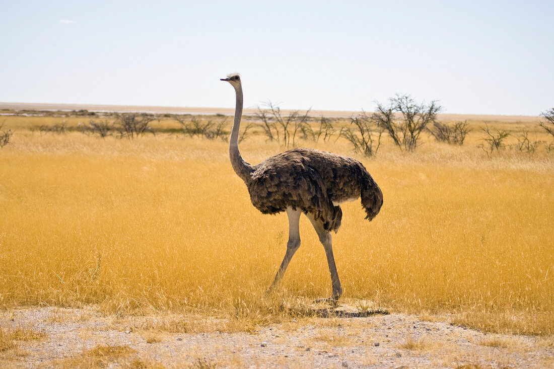 Namibia, Strauß im Busch, Vogelstrauß