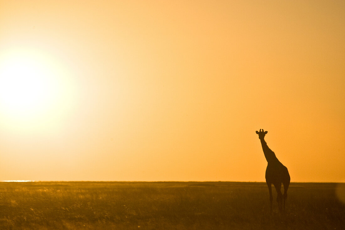 Namibia, Giraffe im Busch, Sonnenuntergang