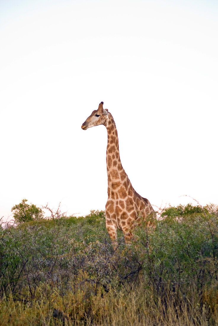 Namibia, Giraffe im Busch, X 