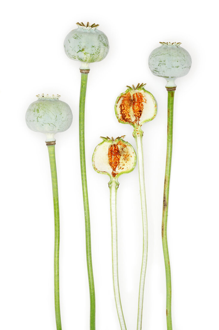 Close-up of opium poppy buds on white background