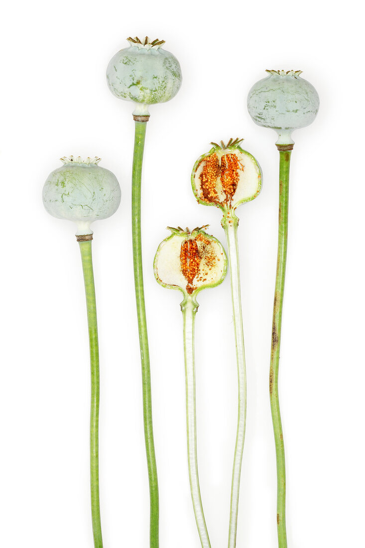 Name: Papaver somniferum 