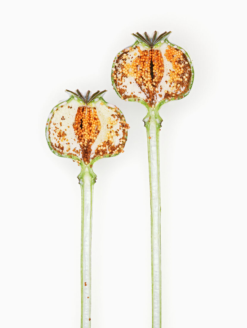 Close-up of opium poppy buds on white background