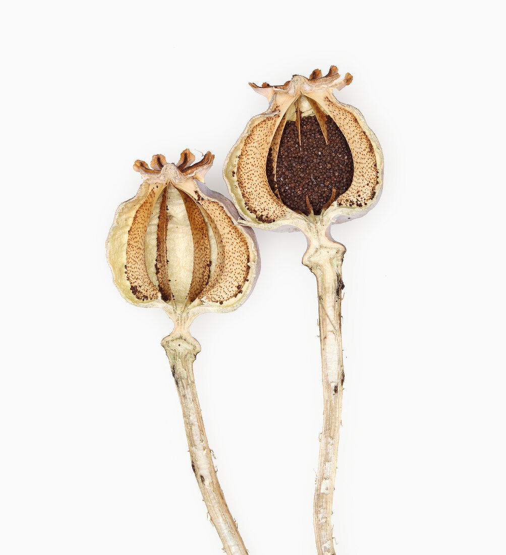 Close-up of opium poppy buds on white background