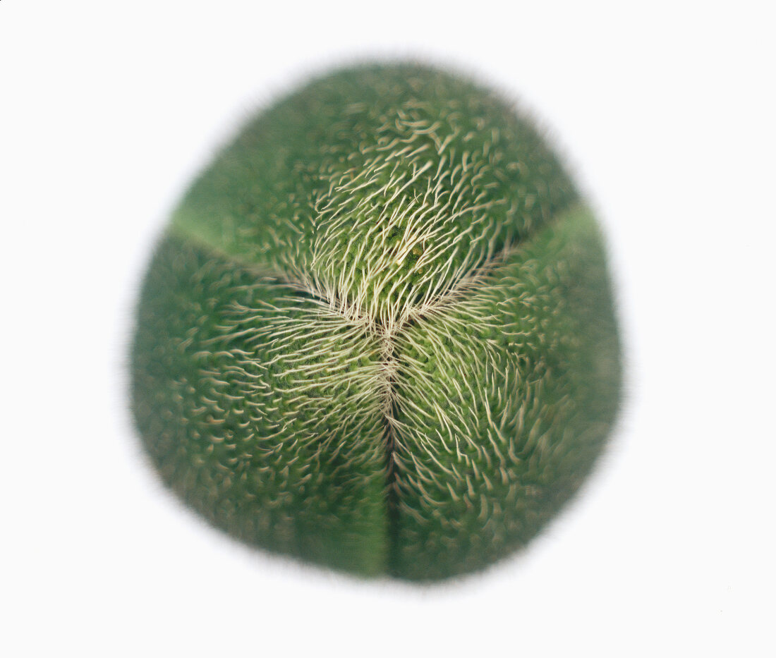 Close-up of mohnknospe flower on white background