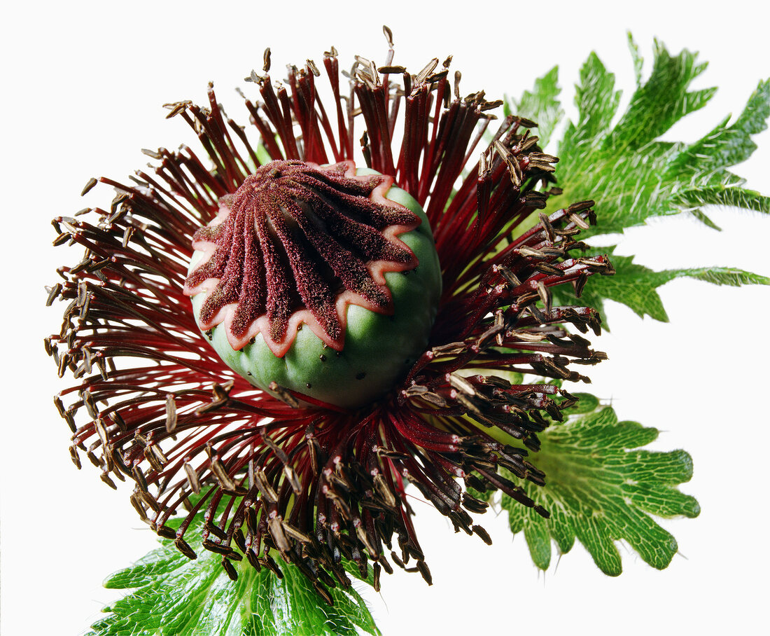 Close-up of dried flower on white background