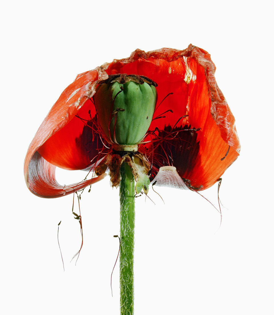 Close-up of dried bonfire fire flower on white background